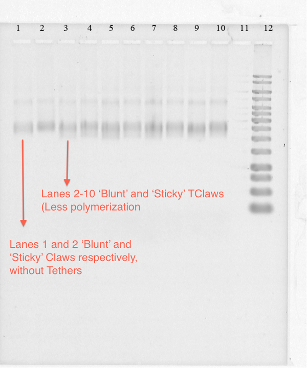 Figure 16-TClaw synthesis less polymerization Gel