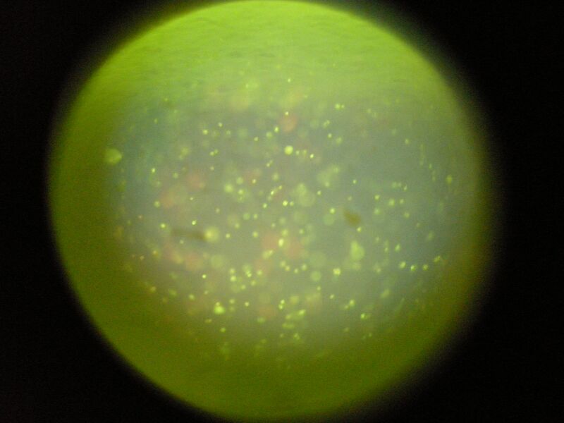 File:TR Green 0.5uM 2 1a.jpg