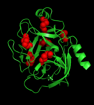 Trypsin with disulfide bonds