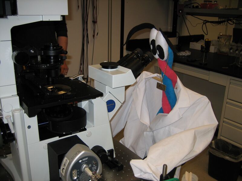 File:AM Kiney Microscope.JPG