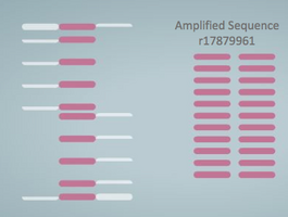 Taq polymerase produces several copies of the DNA which can be visualized with a fluorescent dye. Image: Thurs 1:30pm Group 5