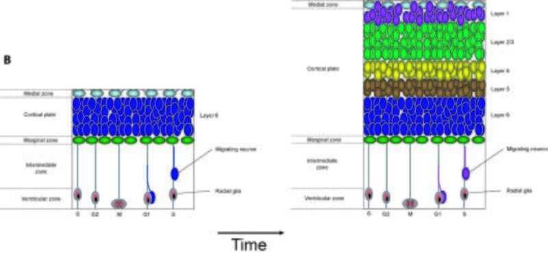 File:Layer formation.jpg