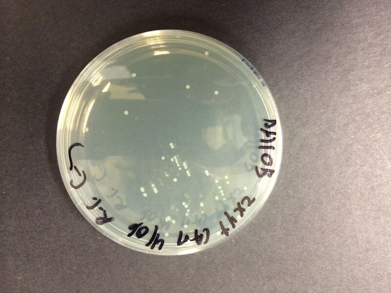 File:Overnight 2xYT DH10B.JPG