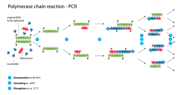 PCR Diagram