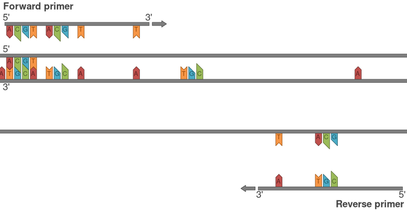 File:Primers RevComp.svg
