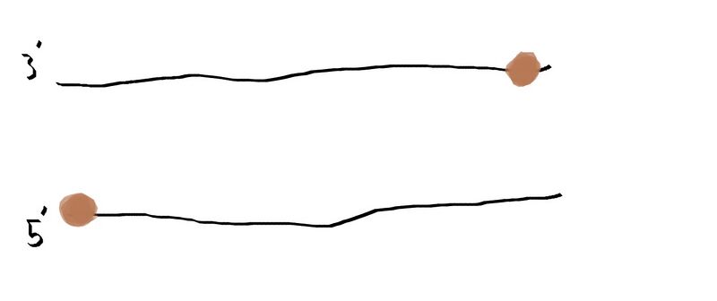 File:DNA with primers onG5.jpg