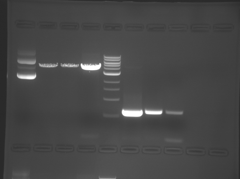 File:F13 M1D3 WF-Pnk.jpg