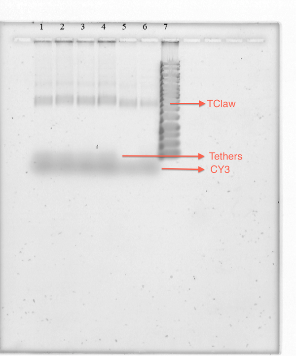Figure 18-TClaw and CY3 Sybr Stain Gel