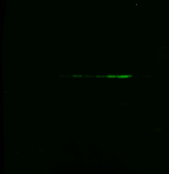 File:Harvard igem 8 18 blot g.jpg