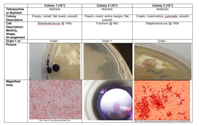 File:Lab 3 Table 1.jpg