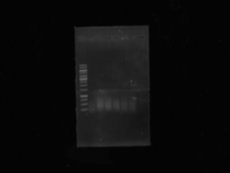 File:PCR chafa.JPG
