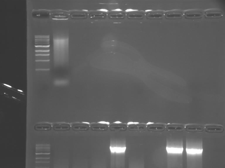 File:PCRproducts 2020 gel2.BMP