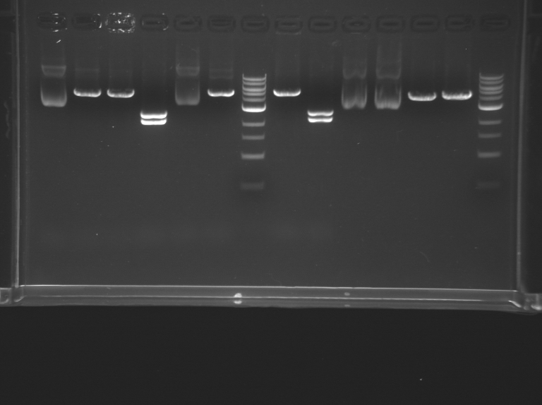 File:TR Pink DD20109 F14.bmp