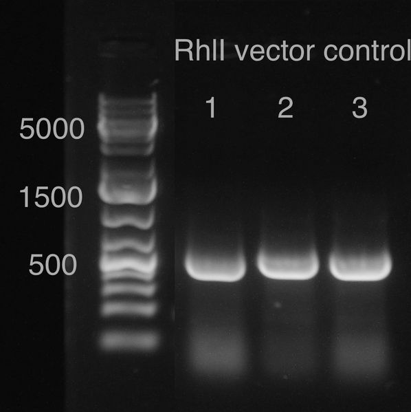 File:Gel backbone only.tiff