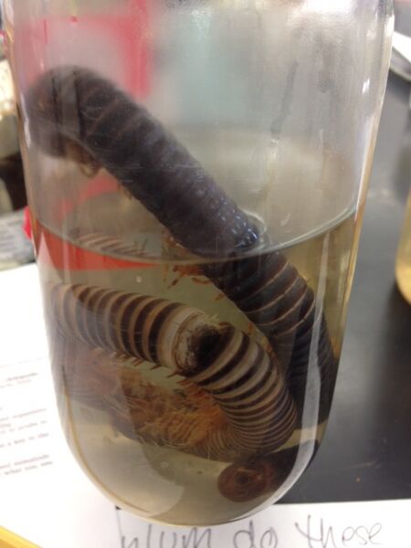 File:Identification Diplopoda.JPG