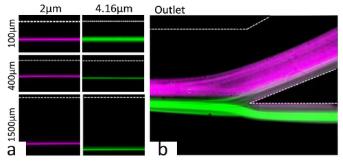 Figure 6. Particle separation in a straight rectangular channel using equilibrium positions [4]