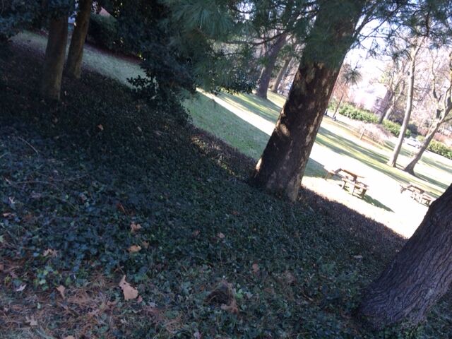 File:Overall transect picture.jpg