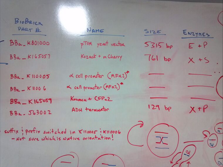 BioBrick parts with sizes and restriction enzymes