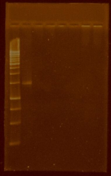 File:Gel.07junio11.Fibo.PCR.pSB1t3purificacion.JPG
