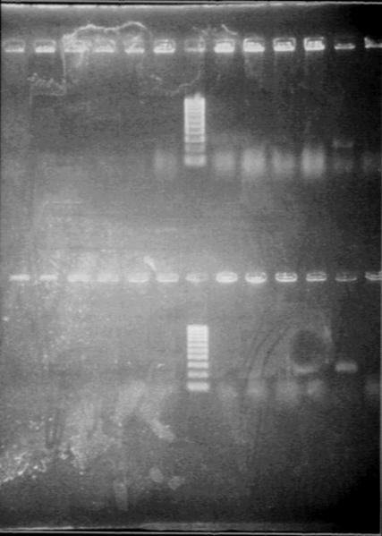 File:Gel10092pcr.gif