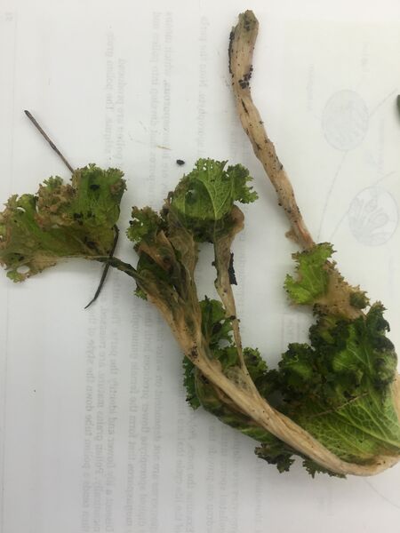 File:LG lettuce whoel sample.JPG