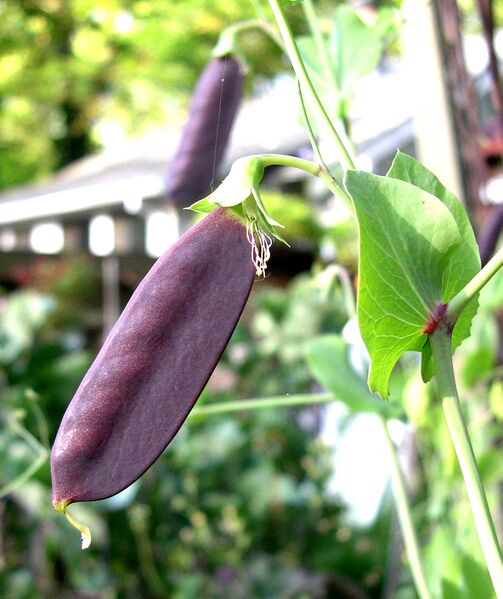 File:Midnight Snow Pea.JPG
