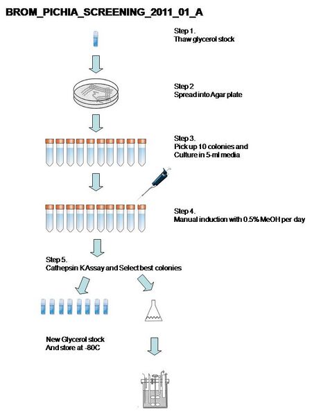 File:Pichia Screening.jpg