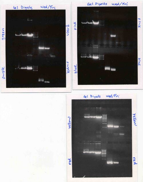 Agarose gels for Wednesday/Friday section