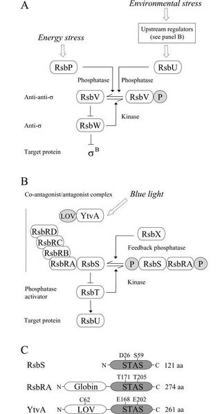 File:SigB Transduction Network.JPG