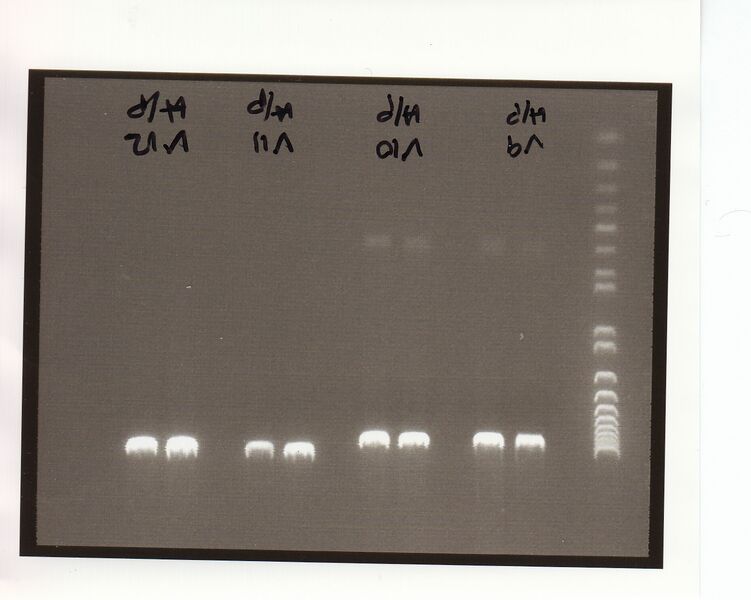 File:062210 vectorconfirm.jpg