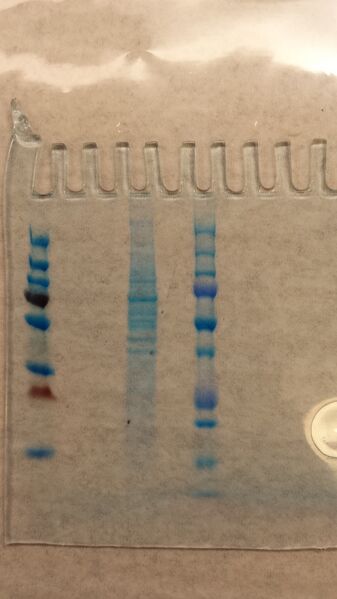 File:20150205 163642.jpg