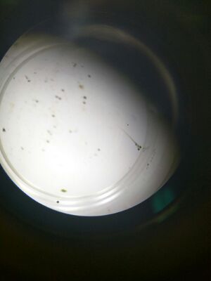 hatched embryo from light condition day 7