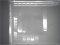 08/08/2008 Single colony PCR: tranformants of ligation reaction (LaneDef EON)