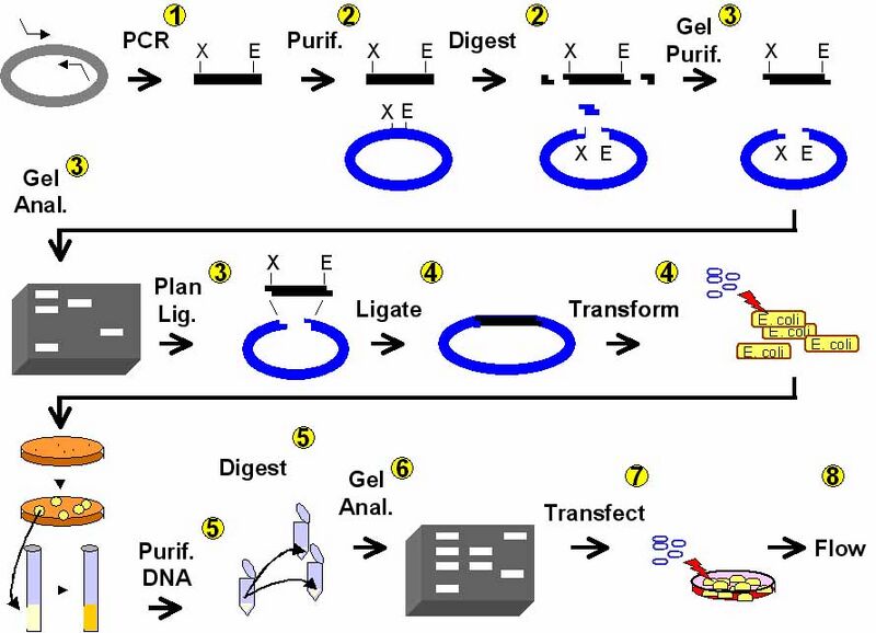 File:Experimental Overview.jpg