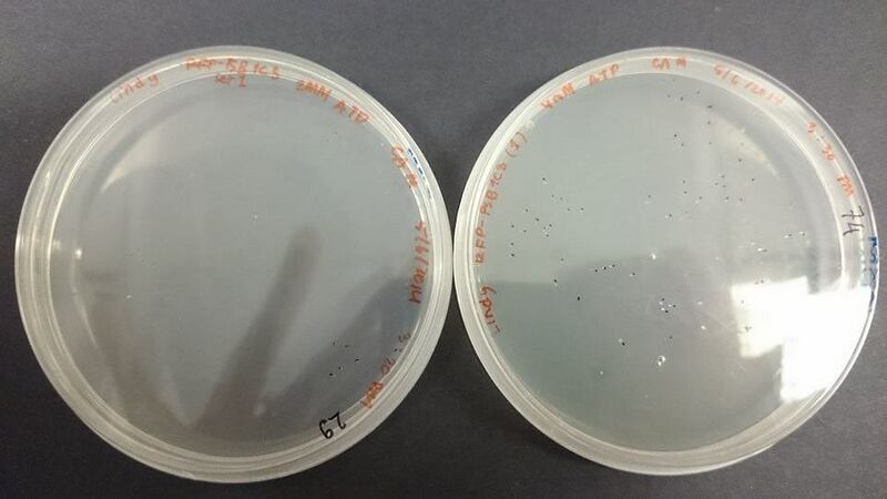 File:Imageedit 3 2290946509.jpg