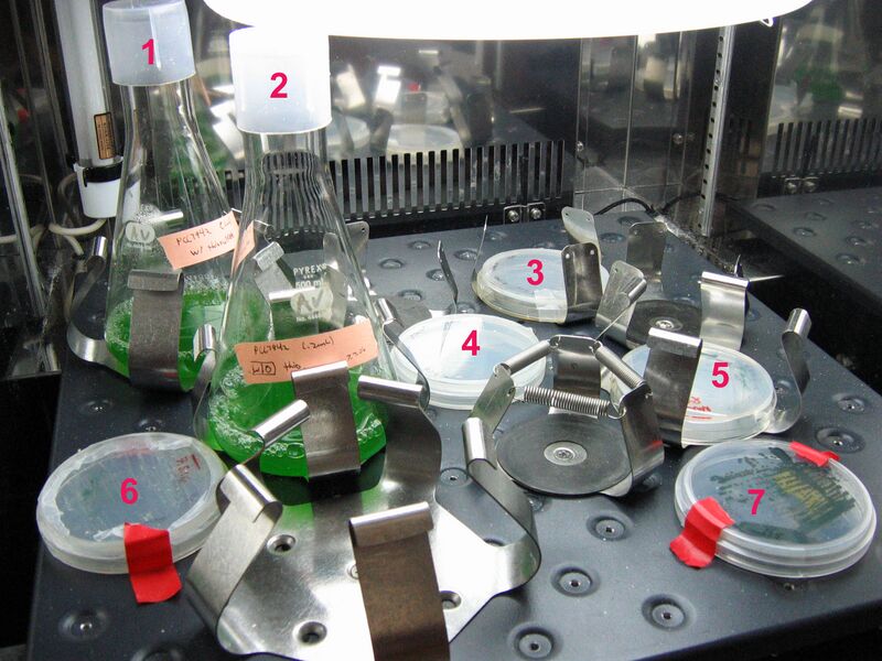 File:Incubator lowershelf 2006-07-13.jpg