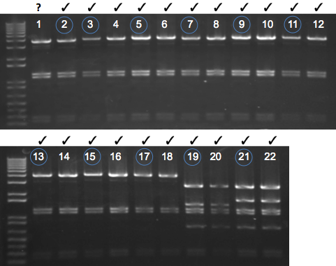 File:KAH 060511 gel1.tif