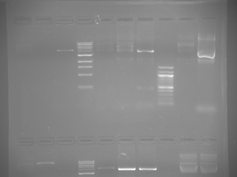 File:S13 M2D5 TR gel-Red.jpg