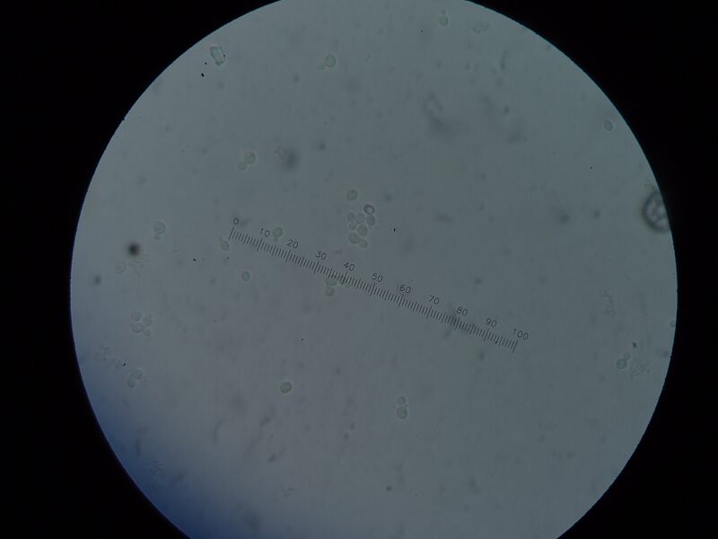 File:SAP A6 Sat 240710 (+1).JPG