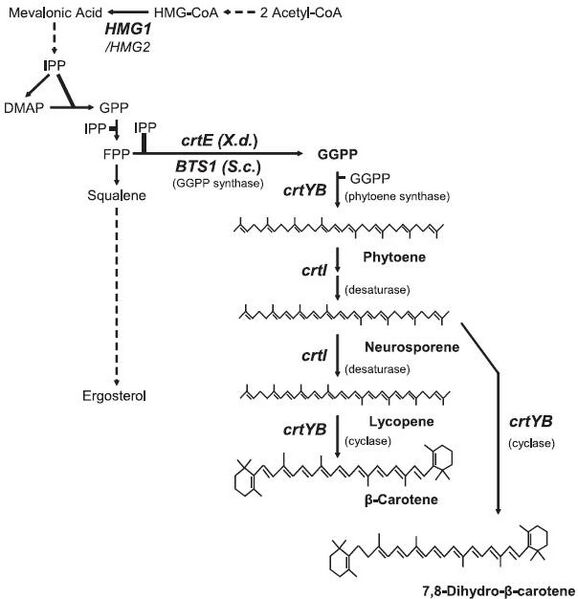 File:B-caro pathway.jpg