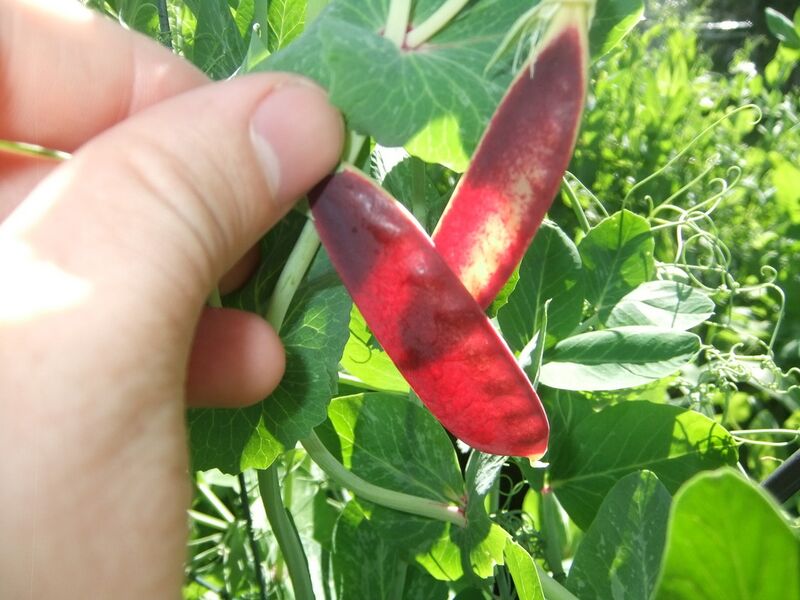 File:Dscf7495 zpspse6pjcq.jpg