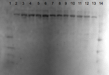 File:KAH 012110 ps2.tif