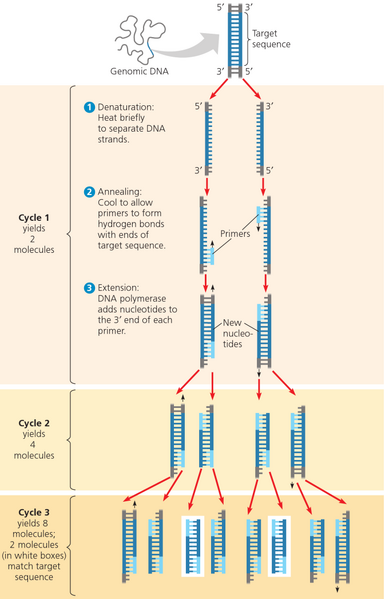 File:Polymerase-chain-reaction-pcr.png