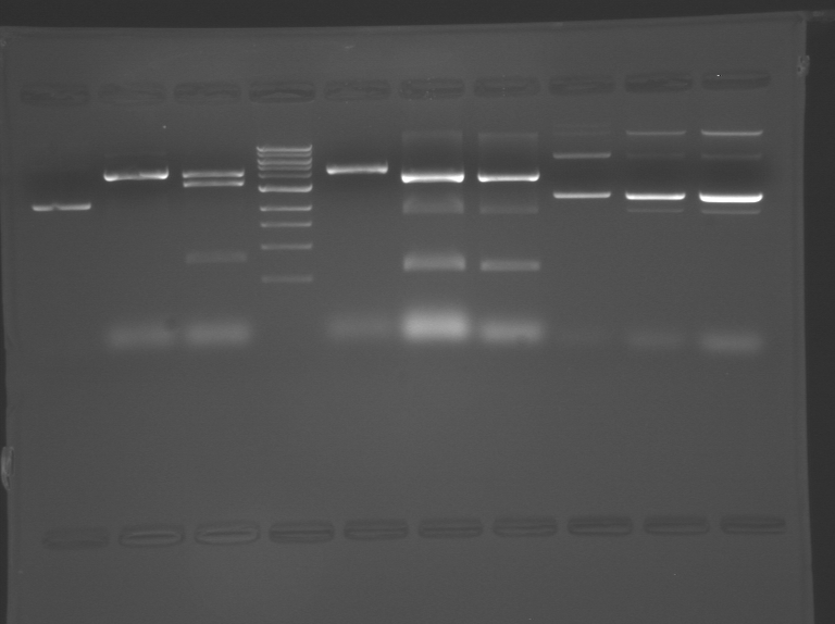 File:S10 M2D5 WF gel-Red.jpg
