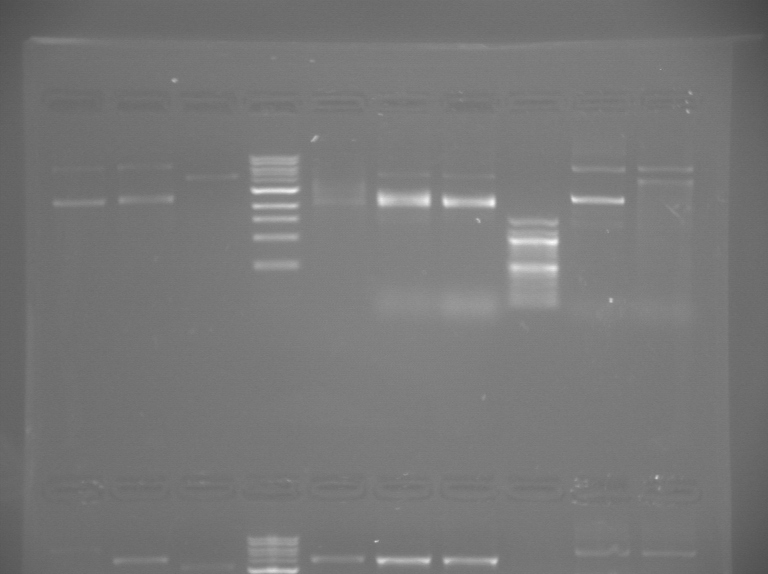 File:S13 M2D5 WF gel-Green.jpg