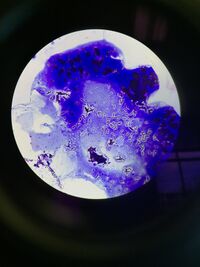 BacilliBacteria