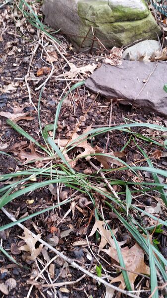 File:20160204 124123.jpg