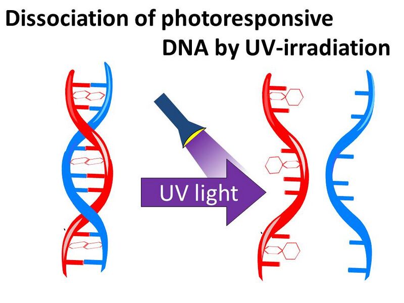 File:Dissociation of DNA.jpg