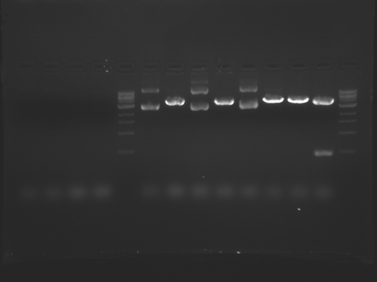 File:Green TR Restriction.BMP