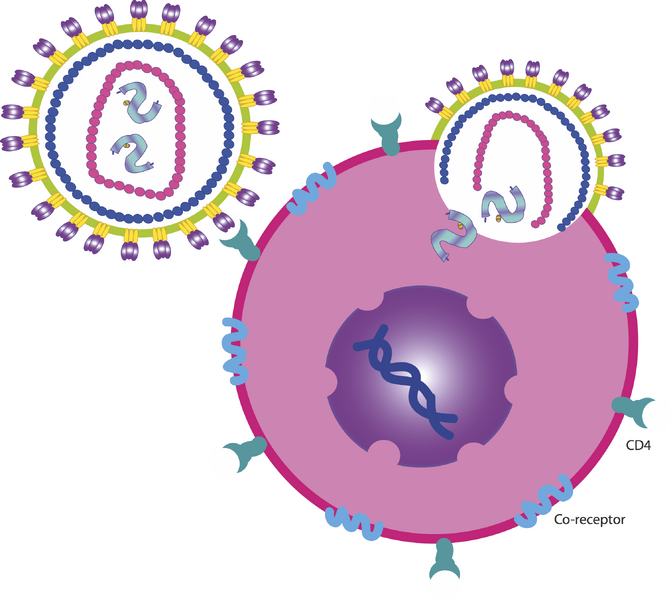 File:CD4HIV.png